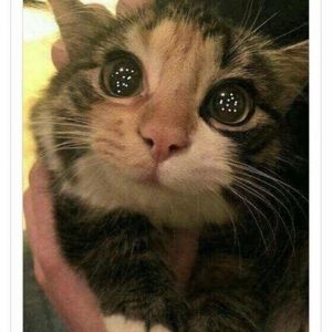 Meet your Posher, Shaina